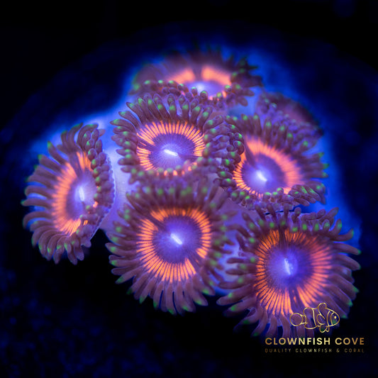 Top Five Beginner Corals